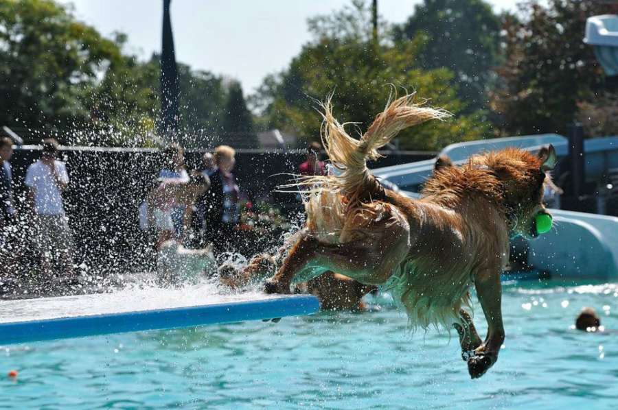 Happy dog jumps off diving board with tennis ball in mouth. Other dogs and people are in background smiling.